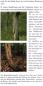 Mobile Preview: Faltblatt 'Fledermäuse im Wald' (Seite 4)